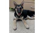 Adopt 55902611 a Black German Shepherd Dog / Mixed dog in Bryan, TX (41441494)