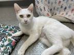 Adopt Coco a White Domestic Shorthair / Domestic Shorthair / Mixed cat in