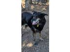 Adopt Patches a Black Mixed Breed (Large) / Mixed dog in Missoula, MT (41441229)