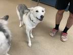 Adopt Girl a Tan/Yellow/Fawn Husky / Mixed dog in Fort Worth, TX (41441453)
