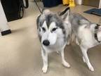 Adopt Koda a Black Husky / Mixed dog in Fort Worth, TX (41441452)