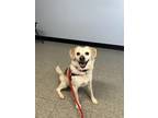 Adopt Benji a White Beagle / Mixed dog in Niagara Falls, NY (41441450)
