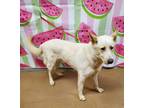 Adopt Whiteclaw a White Shepherd (Unknown Type) / Mixed dog in Anderson
