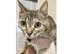 Adopt Sandy a Gray or Blue Domestic Shorthair / Domestic Shorthair / Mixed cat