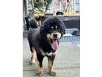 Adopt GUS a Black - with Tan, Yellow or Fawn Tibetan Mastiff / Mixed dog in