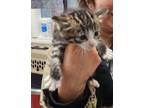 Adopt Sutton a Domestic Shorthair / Mixed (short coat) cat in POMONA