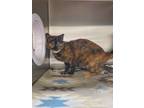 Adopt 2024-05-069 a Domestic Shorthair / Mixed (short coat) cat in Winder