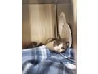 Adopt 2024-05-014 a Domestic Shorthair / Mixed (short coat) cat in Winder