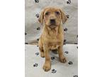 Adopt Polly a Red/Golden/Orange/Chestnut Labrador Retriever / Mixed dog in