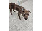 Adopt Trevor a Gray/Blue/Silver/Salt & Pepper American Pit Bull Terrier / Mixed