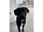 Adopt Loki a Black - with White Labrador Retriever / Mixed dog in Grovetown