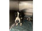 Adopt Phil* a Black Labrador Retriever / Mixed dog in Baton Rouge, LA (41441476)