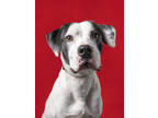 Adopt New Hutchinson a White Mixed Breed (Medium) / Mixed Breed (Medium) / Mixed
