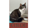 Adopt Chloe a Gray or Blue Domestic Mediumhair / Domestic Shorthair / Mixed cat