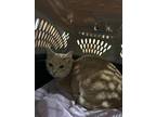 Adopt Munchkin a Tan or Fawn Domestic Shorthair / Domestic Shorthair / Mixed cat