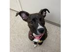 Adopt River a Brindle Mixed Breed (Large) / Mixed dog in Hamilton, OH (41301629)