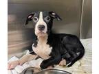 Adopt Cyro a Black Mixed Breed (Large) / Mixed dog in Madison, NJ (41441460)