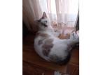 Adopt Little Man a White (Mostly) Domestic Shorthair / Mixed (medium coat) cat