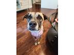 Adopt Zape a Tan/Yellow/Fawn - with Black Mixed Breed (Medium) / Mixed dog in
