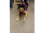 Adopt Lainey a Black - with Tan, Yellow or Fawn German Shepherd Dog / Mixed dog