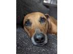 Adopt Scooby a Brown/Chocolate Rhodesian Ridgeback / Mixed dog in South Bend
