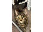 Adopt Harlequin a Domestic Shorthair / Mixed (short coat) cat in Gillette