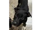 Adopt Charcoal a Black American Pit Bull Terrier / Mixed dog in Rio Rancho