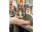 Adopt Kairo a Domestic Shorthair / Mixed (short coat) cat in Benton