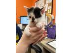 Adopt Kow a Domestic Shorthair / Mixed (short coat) cat in Benton, KY (41441401)
