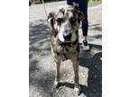 Adopt Roscoe a Gray/Silver/Salt & Pepper - with Black Catahoula Leopard Dog /