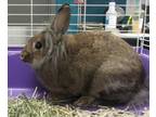 Adopt Hippity Hoppity Bippity Boppity a American / Mixed rabbit in Raleigh