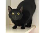 Adopt Ritz a All Black Domestic Shorthair / Domestic Shorthair / Mixed cat in