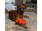 Adopt Lana a Tan/Yellow/Fawn - with White Mutt / Mixed dog in San Diego