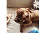 Adopt Doug a Brown/Chocolate - with White American Pit Bull Terrier / Mixed dog
