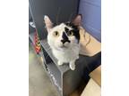 Adopt Bug Zapper a White Domestic Mediumhair / Domestic Shorthair / Mixed cat in