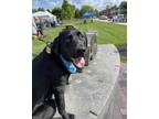 Adopt Peter - IN FOSTER a Black Mixed Breed (Large) / Mixed dog in Hamilton
