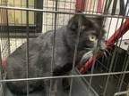 Adopt Bombay Jerfferson a All Black Domestic Shorthair / Domestic Shorthair /