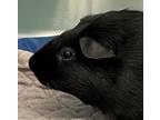 Adopt Jojo a Guinea Pig small animal in Golden, CO (41441225)