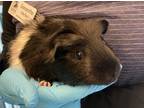 Adopt Darcy a Guinea Pig small animal in Golden, CO (41441208)