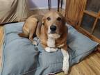 Adopt Paizley a Brindle Redbone Coonhound / Australian Cattle Dog / Mixed (short