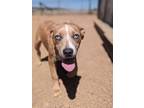 Adopt Mel a Tan/Yellow/Fawn Catahoula Leopard Dog / Mixed dog in Divide