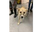 Adopt 55902574 a Tan/Yellow/Fawn Shepherd (Unknown Type) / Mixed dog in Los