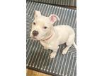 Adopt Pearl a White Pit Bull Terrier / Mixed dog in Rockville, MD (41415698)