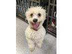Adopt Jack a White Poodle (Miniature) / Mixed dog in Rio Rancho, NM (41440933)