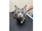 Adopt Cuddles a Gray or Blue Domestic Shorthair / Domestic Shorthair / Mixed cat