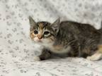 Adopt Babybel a Brown or Chocolate Domestic Shorthair / Domestic Shorthair /