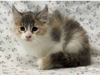 Adopt Agave a Gray or Blue Domestic Mediumhair / Domestic Shorthair / Mixed cat