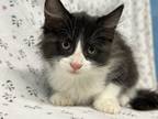 Adopt Boba a All Black Domestic Mediumhair / Domestic Shorthair / Mixed cat in