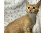 Adopt Croissant a Orange or Red Domestic Shorthair / Domestic Shorthair / Mixed