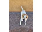 Adopt Addison a Red/Golden/Orange/Chestnut - with White Australian Cattle Dog /